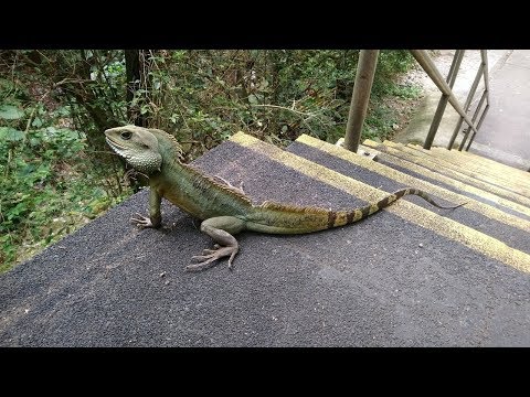 Video: Joka La Maji La Kichina - Physignathus Cocincinus Reptile Breed Hypoallergenic, Afya Na Span Life