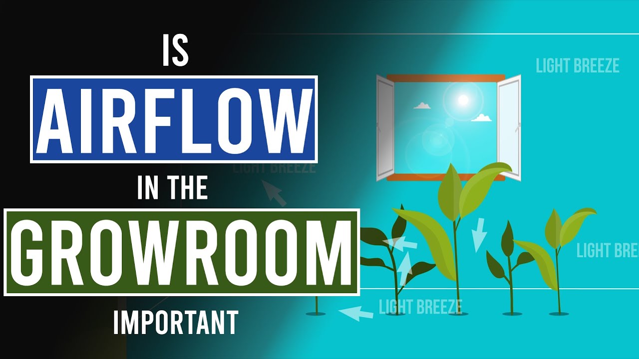 Importance of Good Airflow in Your Growroom YouTube
