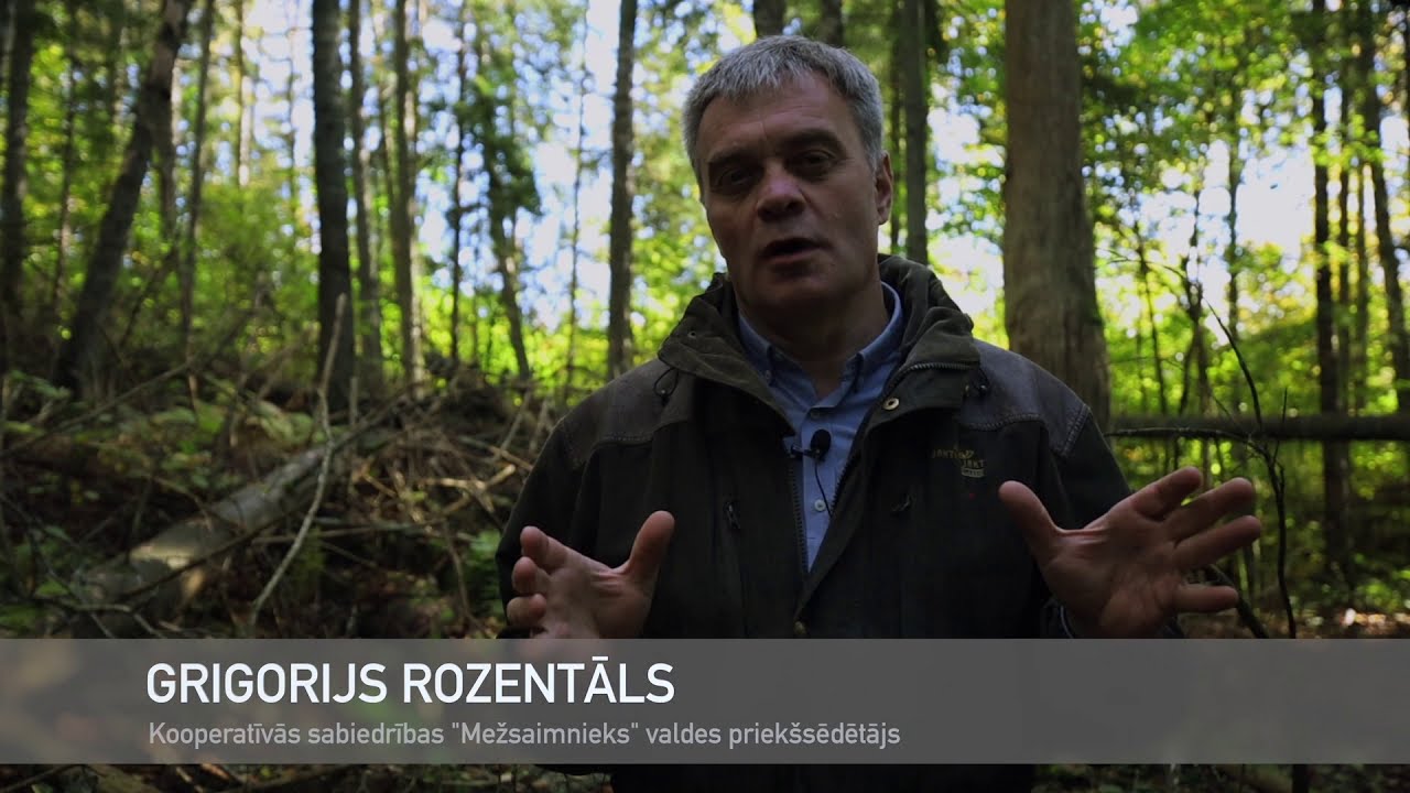 Vai koku ražas novākšanu mežā var veikt par vēlu? | Padomi meža īpašniekiem 🌳