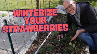 Preparing Strawberry Plants for Winter! How to Protect Your Strawberry Plants Over Winter