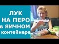 Супер-способ посадки ЗЕЛЕНОГО ЛУКА НА ПЕРО в ЯИЧНЫЙ контейнер