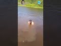 Close Encounter Man S Shocking Crocodile Experience In The River