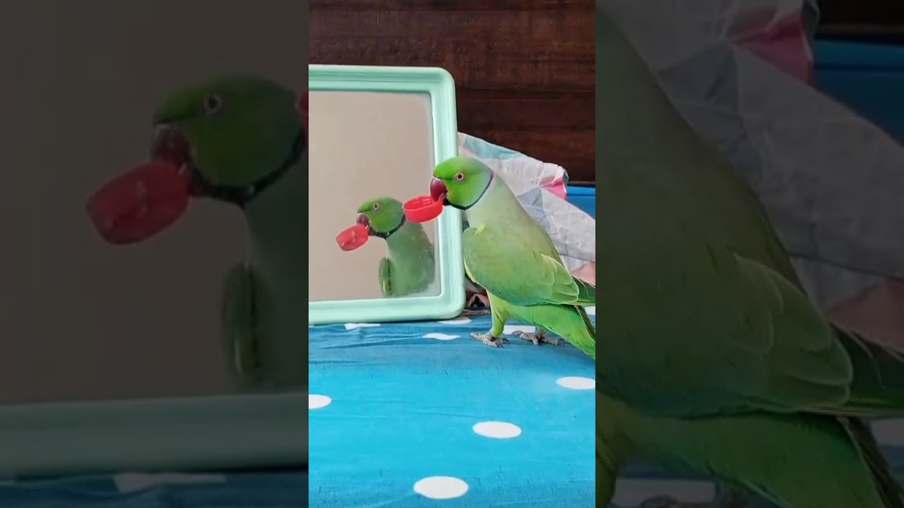 Hello-I'm back to entertain you. Let's enjoy my fun. ❤️🦜