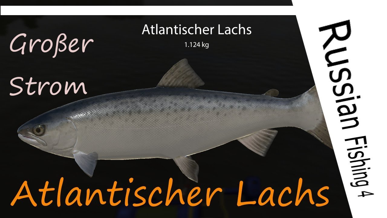 Russian Fishing 4 71 Atlantischer Lachs YouTube