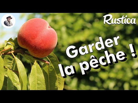 Vidéo: Pêches sans fraises – Comment faire pousser un pêcher sans fraises