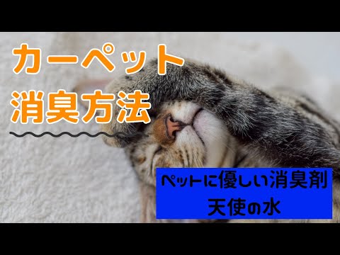 犬のおしっこの臭いを消す方法｜原因と効果的な掃除のコツ