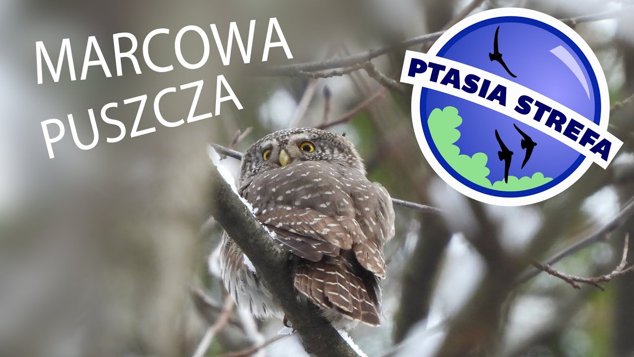 Marcowa Puszcza