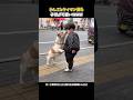 「舐めてると頭突きするぞ」と聞こえてくる素晴らしい飛びのワンコ🐶 #犬の気持ち #犬のいる生活 #元気になる動画 #元気お届け #癒し #可愛い #愛犬 #ペット