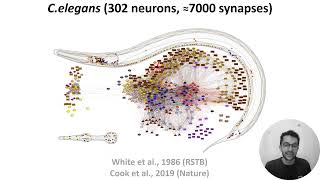 W3 V0 - Connectome