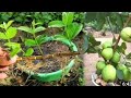 adubação BOMBASTICA para frutifera.