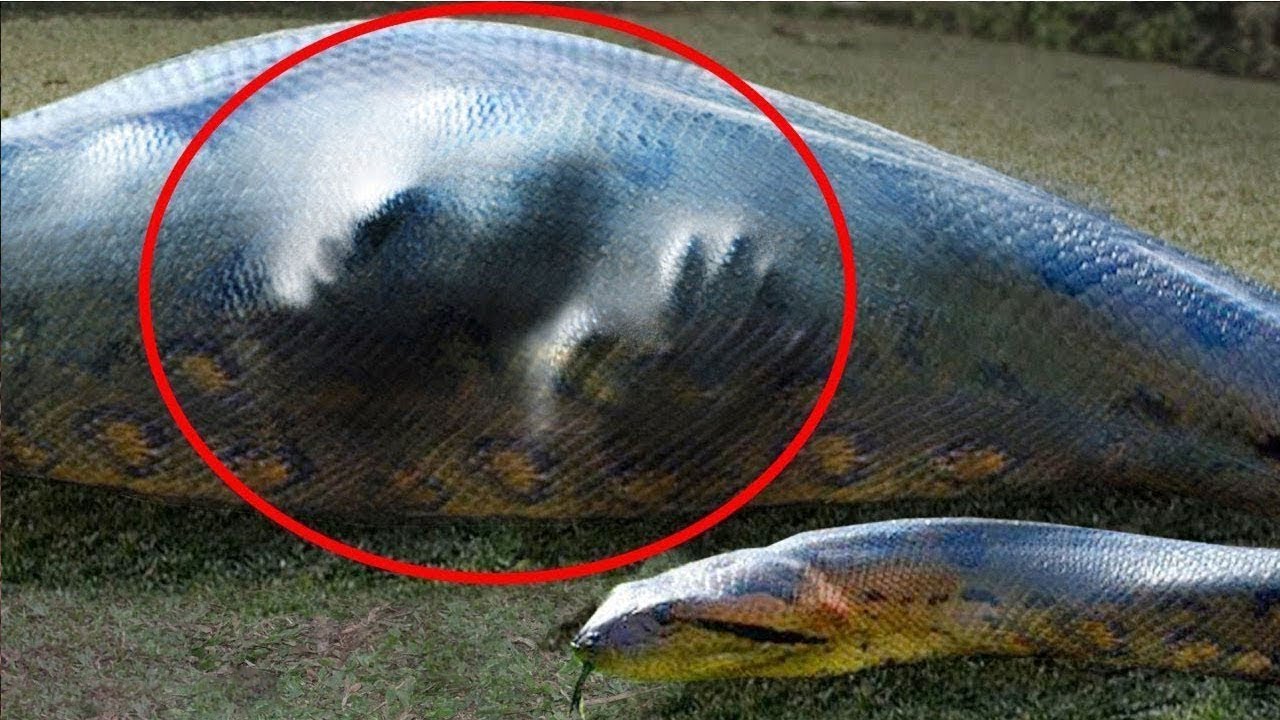 Il S Est Reveille Dans L Estomac D Un Anaconda Geant Comment A T Il Pu S Echapper Jericho Youtube