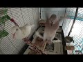 Live cam Petdoves - Maya and Julie are quite busy today, check out what they've been up to (petcam)