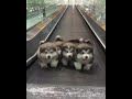 4 puppies walking to bee gees  stayin alive