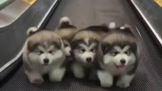 4 puppies walking to Bee Gees - Stayin' Alive