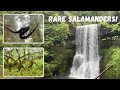 One of the RAREST Salamanders in Oregon! Also Exploring Waterfalls