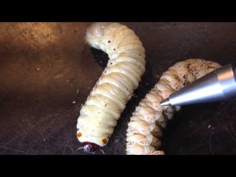 Mites on beetle larvae - how to get rid of them - part 1