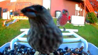 Feathered Friends Feasting: Relaxing Bird Feeder Footage