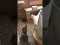 Chicken Attacks Mouse Shorts 