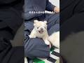 あまえんぼが必死すぎるw