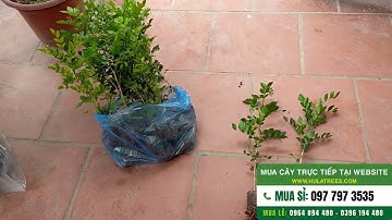 Combo 20 cây nguyệt quế nhân giống từ hạt 350K ship toàn quốc
