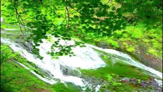 Relaxing natrural jungle sound with music borne lute   bird sound