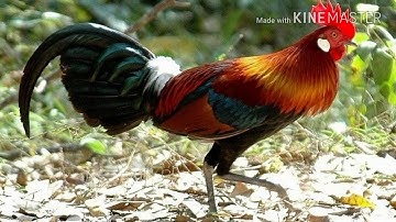 Suab qaib qus cuab tuaj zoo heev