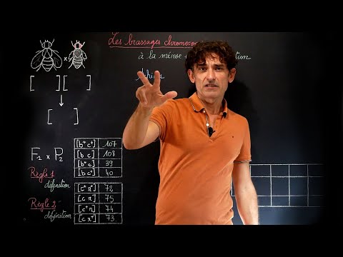 BRASSAGES GENETIQUES à La MEIOSE Et à La FECONDATION Première Partie