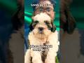 Shihtzu female kid in erode 7010786036. #shihtzus #puppy #trendingshorts  #petlover #erodepuppies