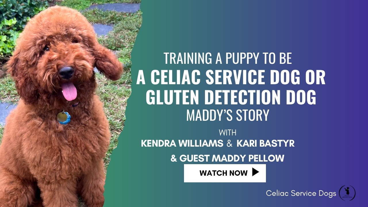 Starting the Celiac Service Dog Journey: A Q&A with Maddy and Puppy Pippa