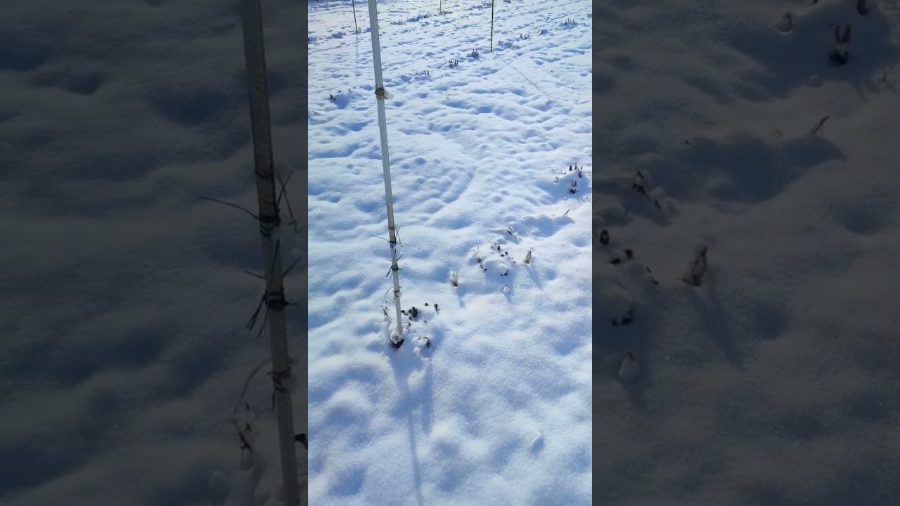 ремонтантная малина зимой