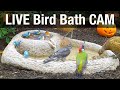 LIVE Bird Bath Cam - Recke, Germany