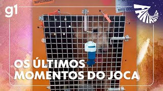 Imagens mostram último registro de cão Joca com vida ao desembarcar em Fortaleza | FANTÁSTICO