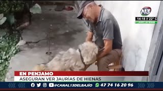 HABITANTES DE PÉNJAMO ASEGURAN QUE LAS HIENAS SE COMEN AL GANADO 07 FEBRERO 2022