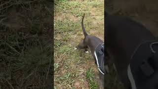 Feed Me Now Dog Talk? Blue Staffy American Staffordshire