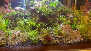 Fluval Edge Shrimp Setup