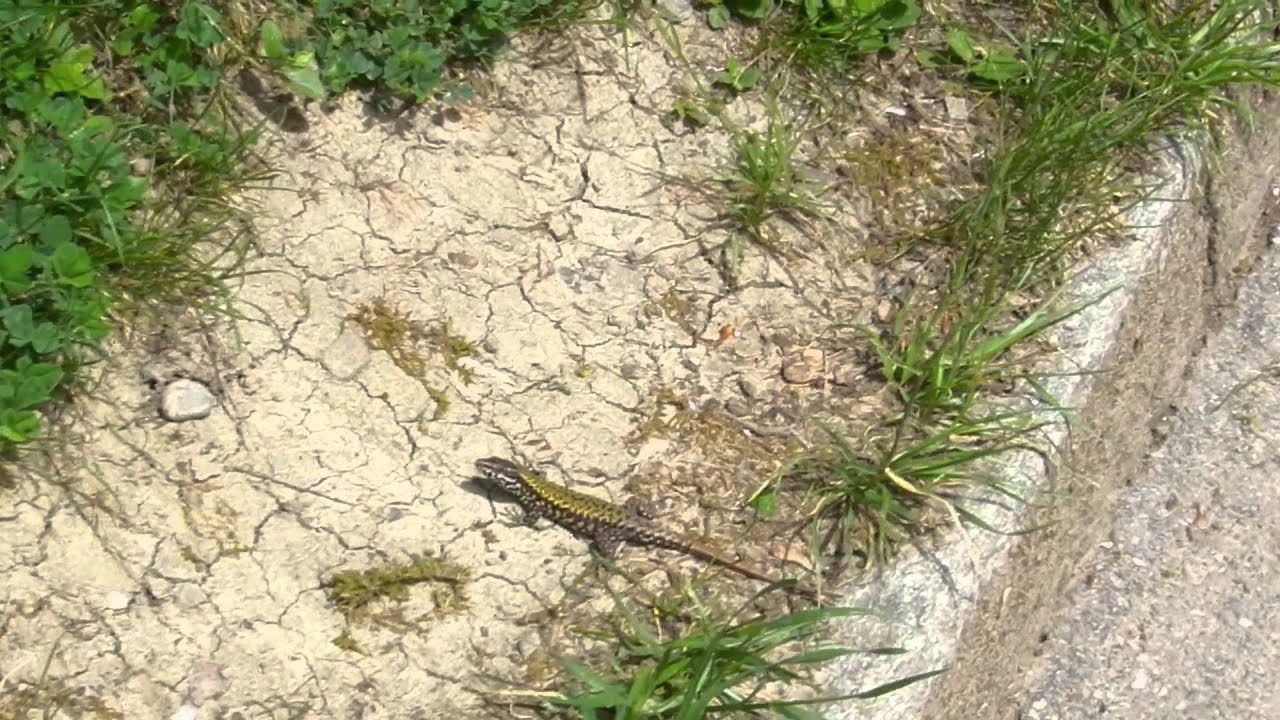 ニワカナヘビ？ 2015 0512 - YouTube