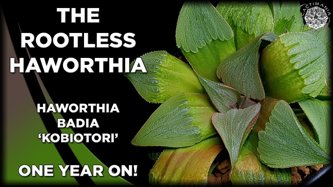 The Rootless Haworthia Badia 'Kobiotori' | One Year On Update | 
