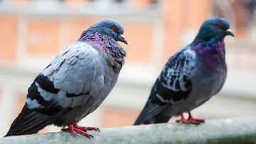 One of these birds is a Robot Drone and it