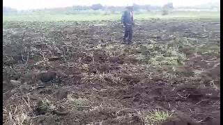 SHAMBA LA TIKITI MAJI