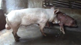 Pigs Mating New Sow Vs Old Boar Dusama Farms