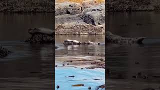 Seals &amp; Kelp: The Hidden Ecosystem Beneath the Surface