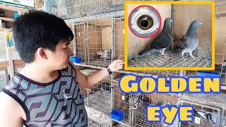 SINALANG NA ULIT NATIN SI JAN AARDEN GOLDEN EYE 