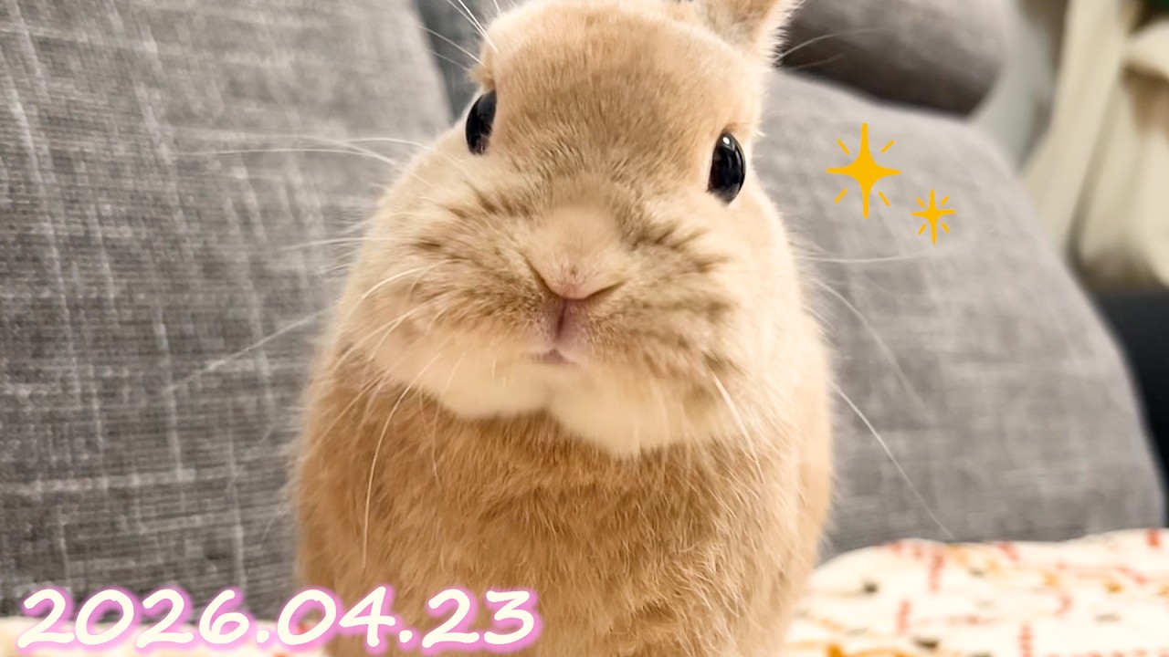 今日はおやつをもらえてご機嫌が戻ったうさぎ🐰】毎日の約80秒ひな