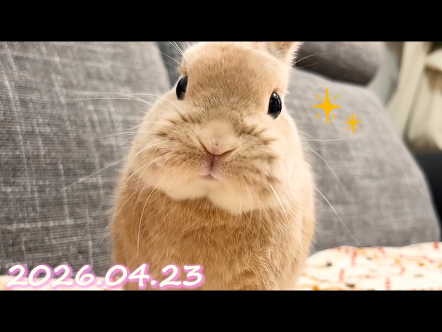 今日はおやつをもらえてご機嫌が戻ったうさぎ🐰】毎日の約80秒ひな