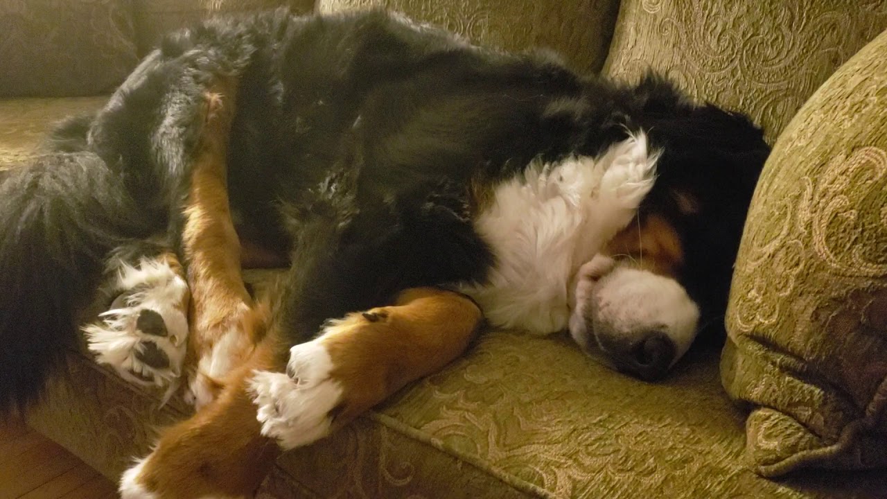 Max our Bernese Mountain Dog is sleeping YouTube