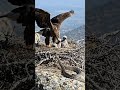 March 29, 2026 please subscribe my YouTube channel #shorts#youtubeshorts#animals#cuteanimals#animal