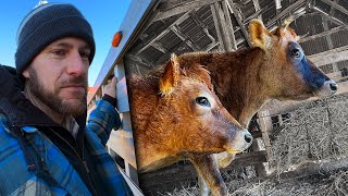 We said Goodbye to our cows…