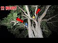 पीपल के पेड़ पर बिताई पूरी रात😱 | Extreme 12 Hour Night On Tree Challenge