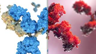 Bethyl Labs: Antibody Validation