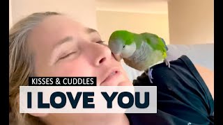 Kisses, cuddles and I Love You  Pluto the Talking Quaker Parrot